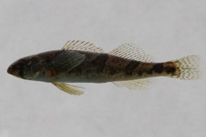 A snail darter