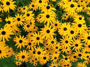 Dozens of Black-Eyed Susans, also known as Rudbeckia. In the language of flowers, Black-Eyed Susans stand for justice.