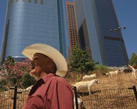 photo shows goats on a steep hillside in Los Angeles, with skyscrapers behind them.