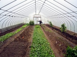 interior view of a greenhouse with rows of plants