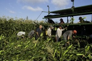 migrant farm workers