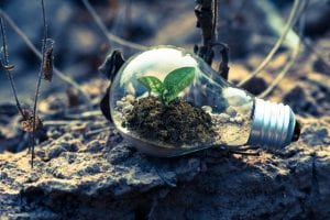 lightbulb as a small terrarium with plant growing inside it