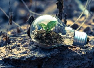 lightbulb as a small terrarium with plant growing inside it