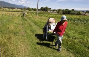 A farmer hauls vegetables and herbs in Montana.