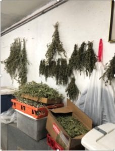 culture-herbs drying