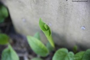 green shoot pushing up from under concrete block