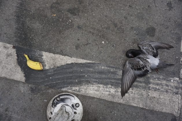 A photograph of a dead bird on the street.