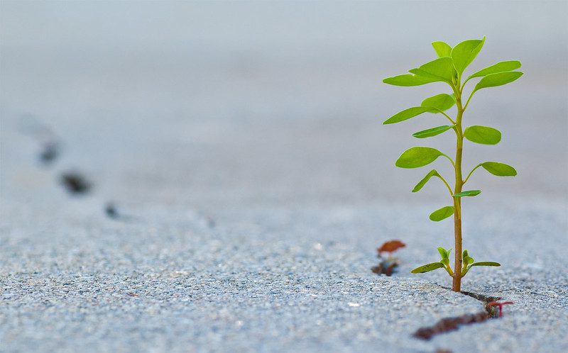Close-up view of a seedling coming up through a crack in pavement, illustrating annual list of our top 10 articles for 2021