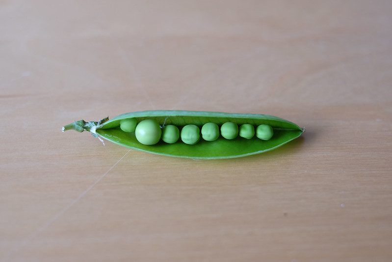 A view from above of an open peapod containing eight peas, ranging from small to large and representing the range of incomes in income averaging.