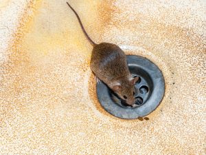 Close view of a mouse in a kitchen or bathroom basin.
